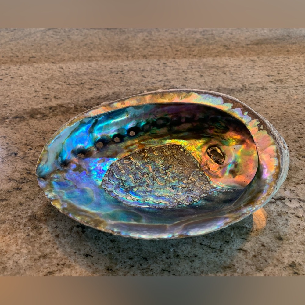 Natural Abalone Shell Unpolished Sea Shell 6.75x5.25in - Coastal Aquarium Decor